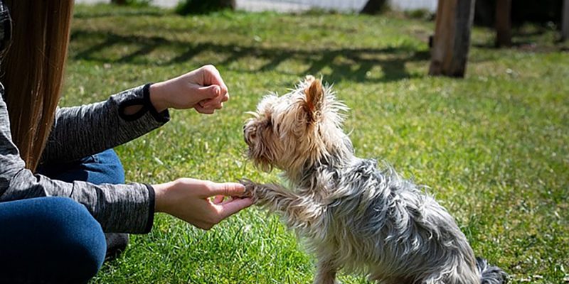 small dog shaking hands with owner