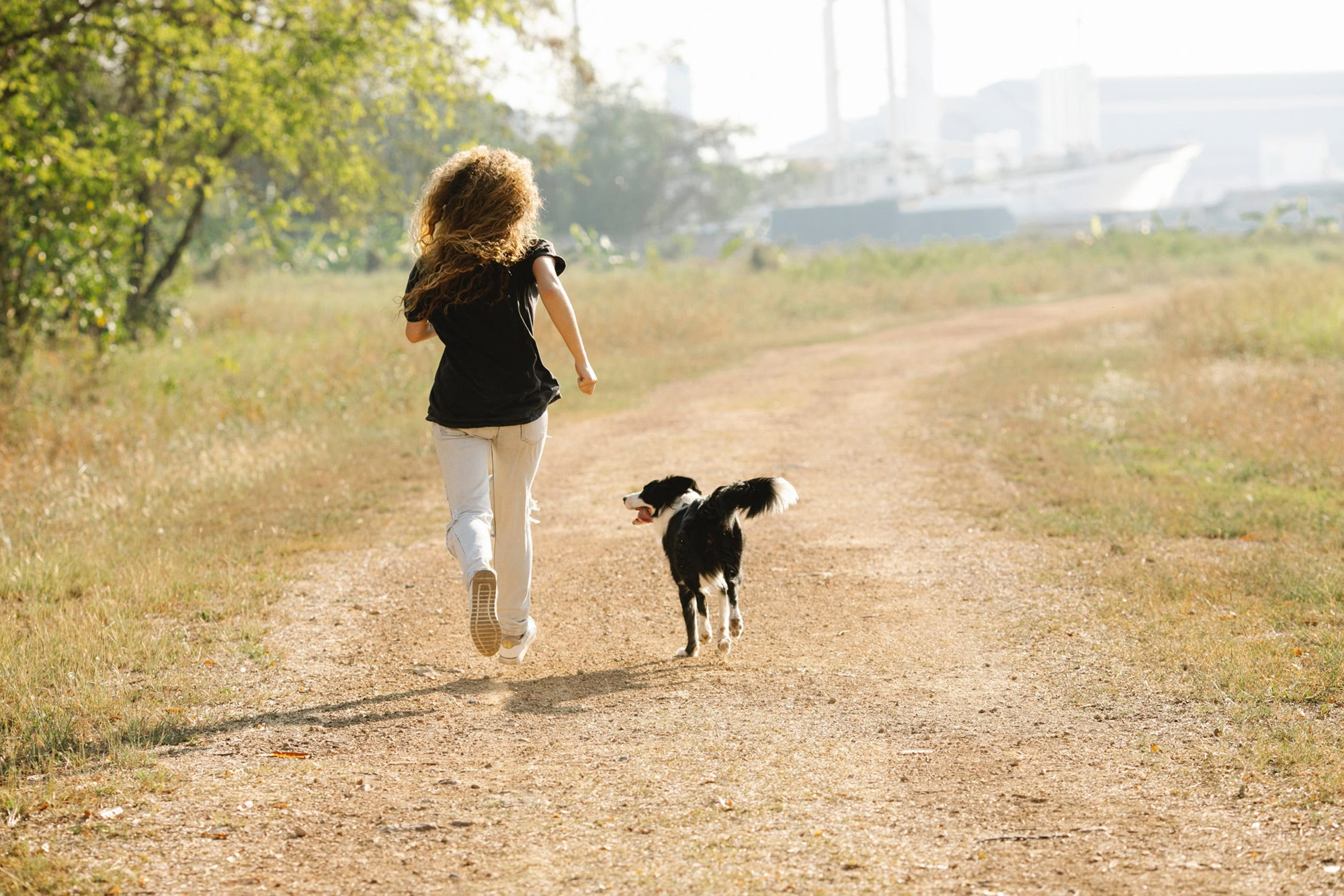 dog running alongside owner whilst being trained