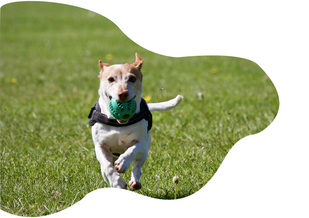 dog training certification