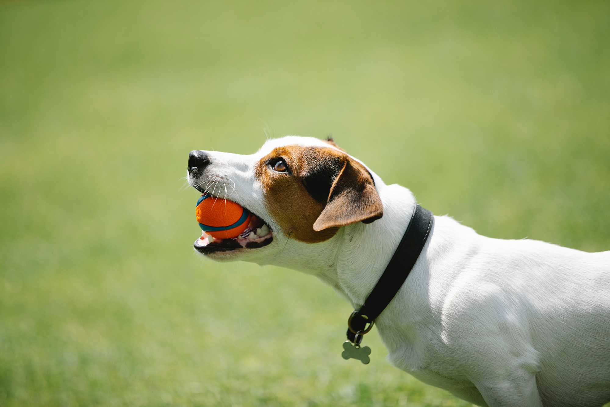 side profile of small dog with a ball in mouth