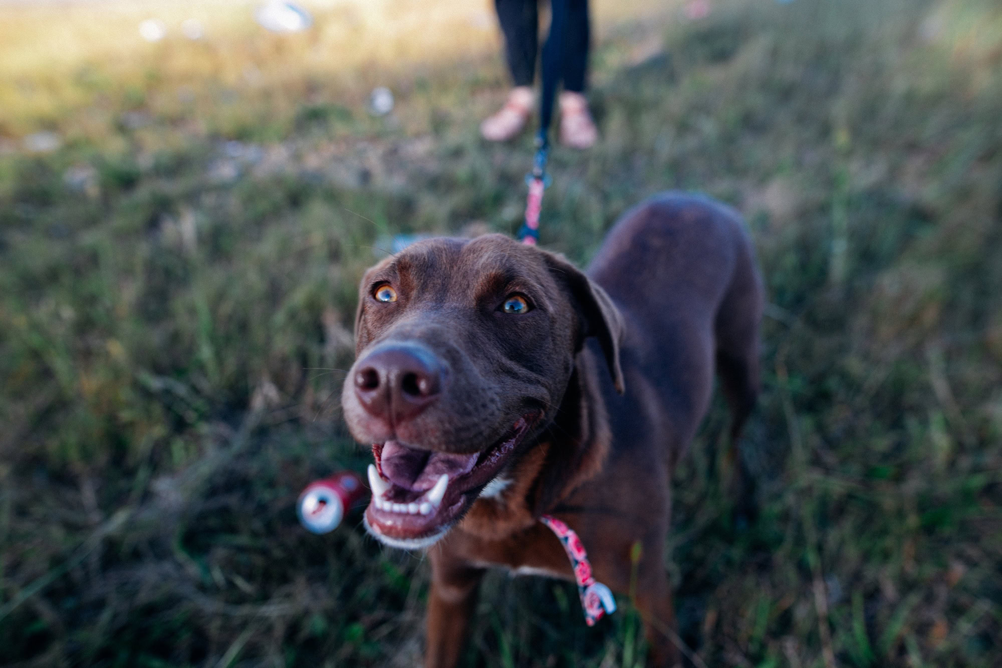 brown dog smiling up towards the camera