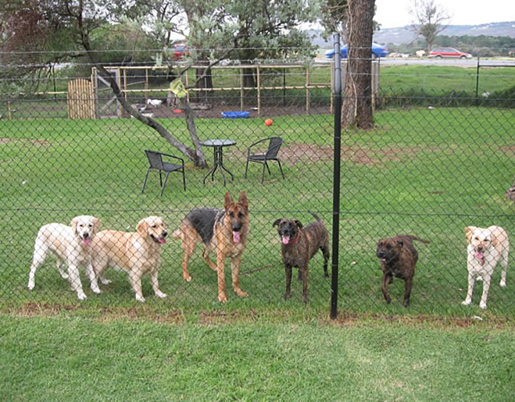 group portrait of dogs at allbreeds k9 bootcamp