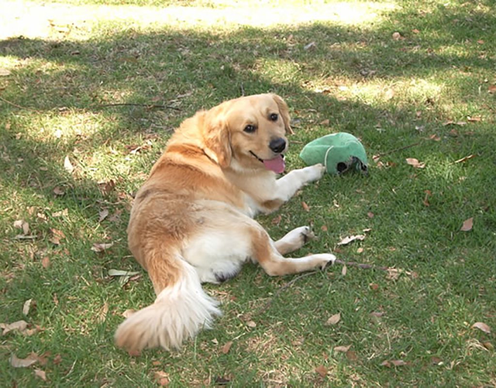 golden dog smiling and laying down with toy