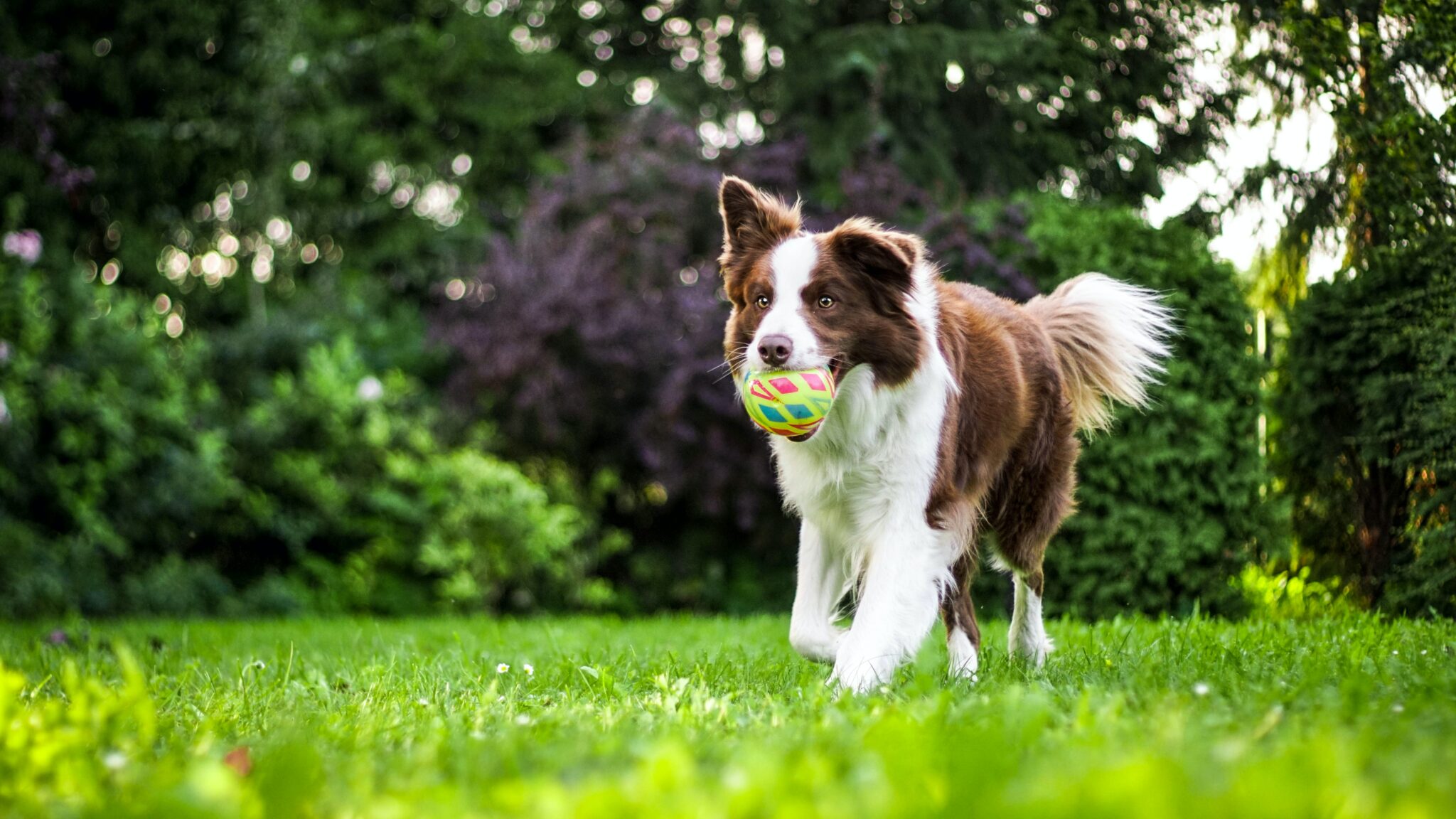 tan dog fetching a ball on grass
