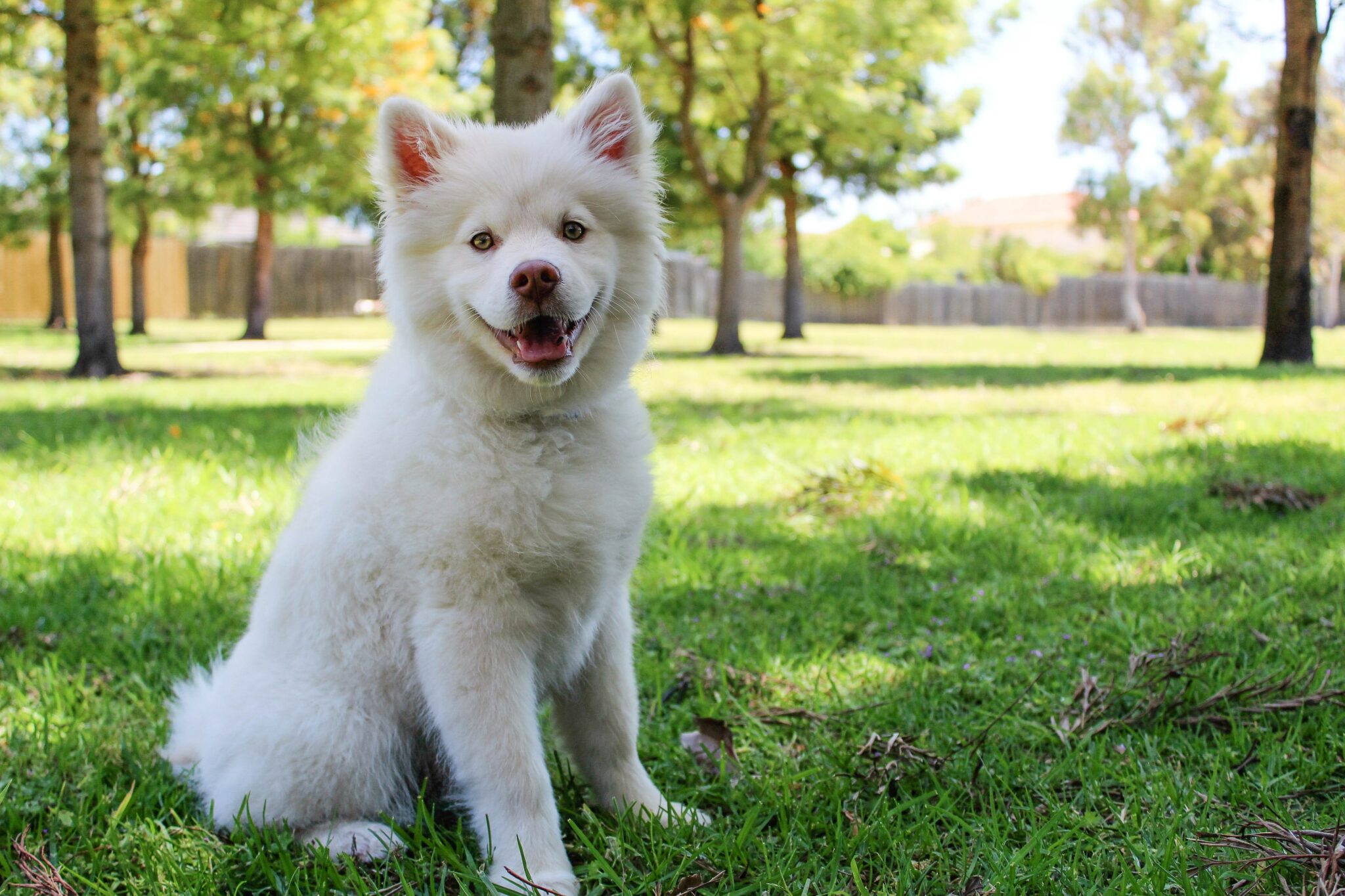 small fluffy white dog sitting on green grass