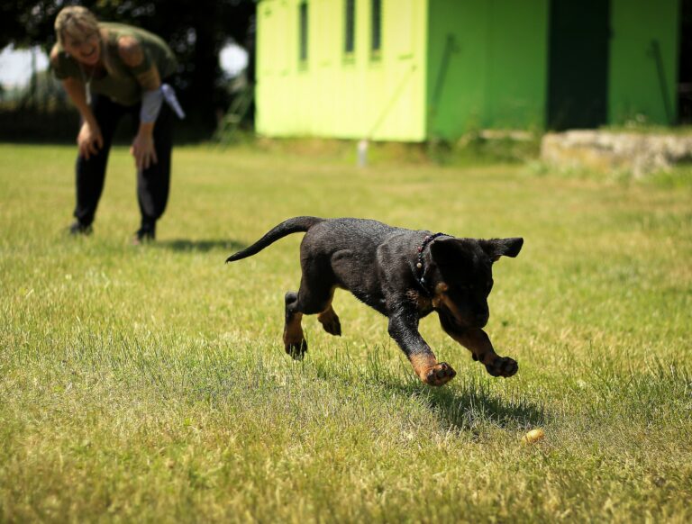 why-you-should-hire-a-professional-dog-trainer-allbreeds