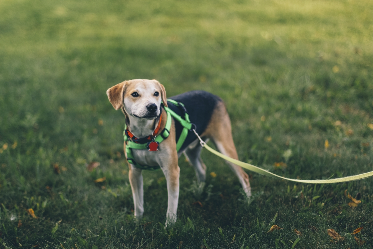 Ideal Leash Enhancing Leash Etiquette: Guide to Delightful Dog Walks 1