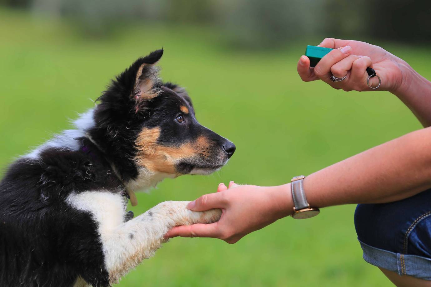 clicker Building a Stronger Bond: Training Techniques for You and Your Dog 1