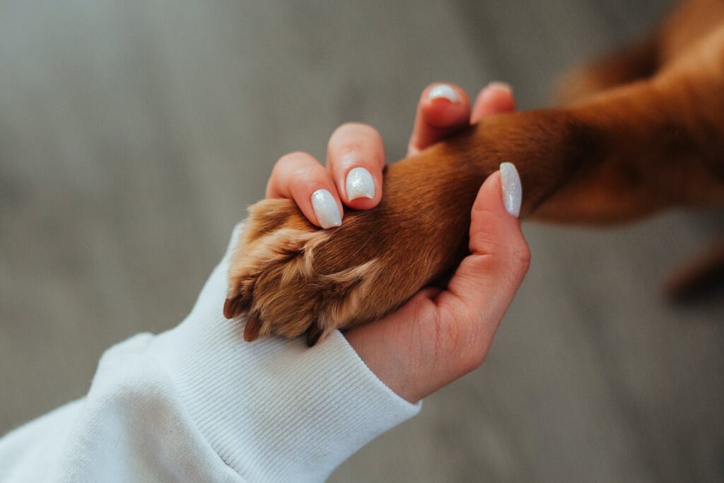 woman holding hands with a dog after dog training