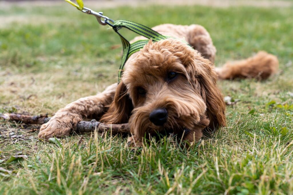 dog chewing on a stick on green grass