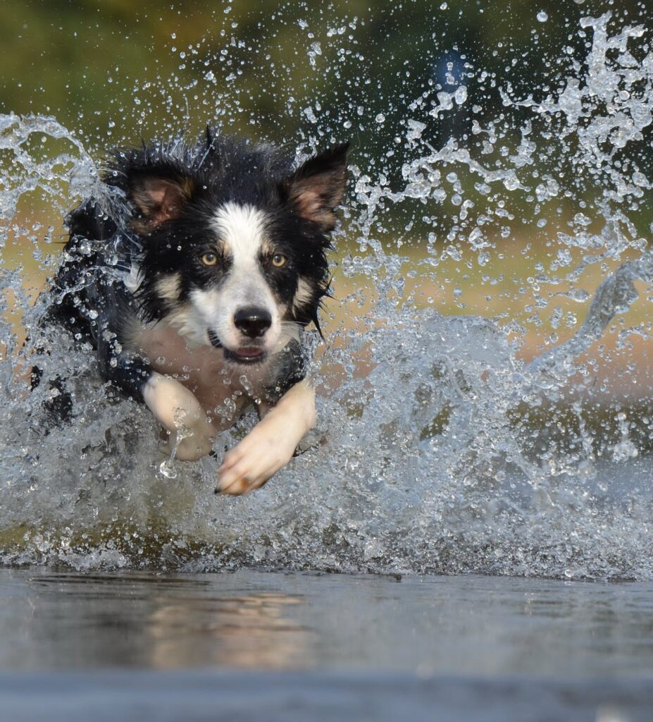 dog jumping in water Silence is Golden: How to Stop a Dog Barking Through Proven Methods 7