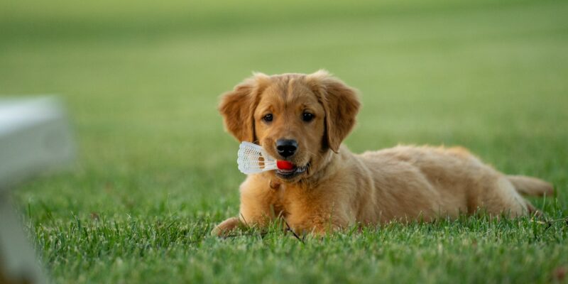 puppy training tips and tricks